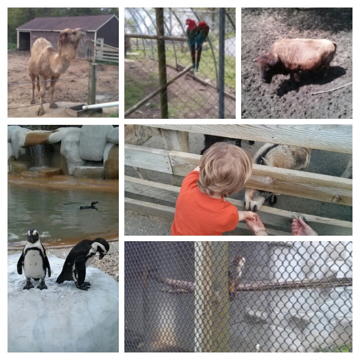Suzstreats Zoo Visit