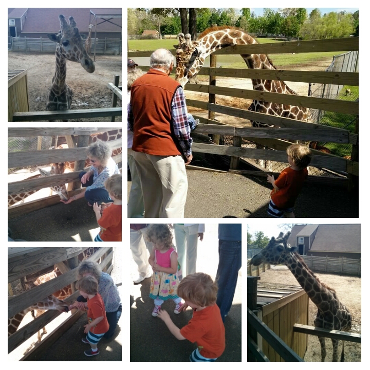 SuzsTreats Zoo Giraffes